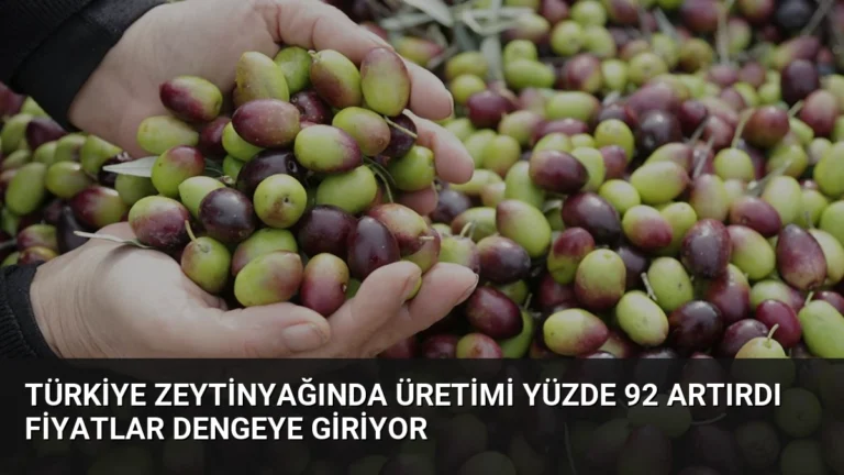 Türkiye Zeytinyağında Üretimi Yüzde 92 Artırdı Fiyatlar Dengeye Giriyor