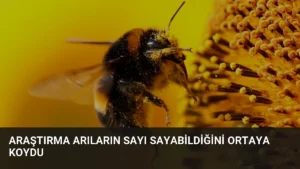 Araştırma Arıların Sayı Sayabildiğini Ortaya Koydu