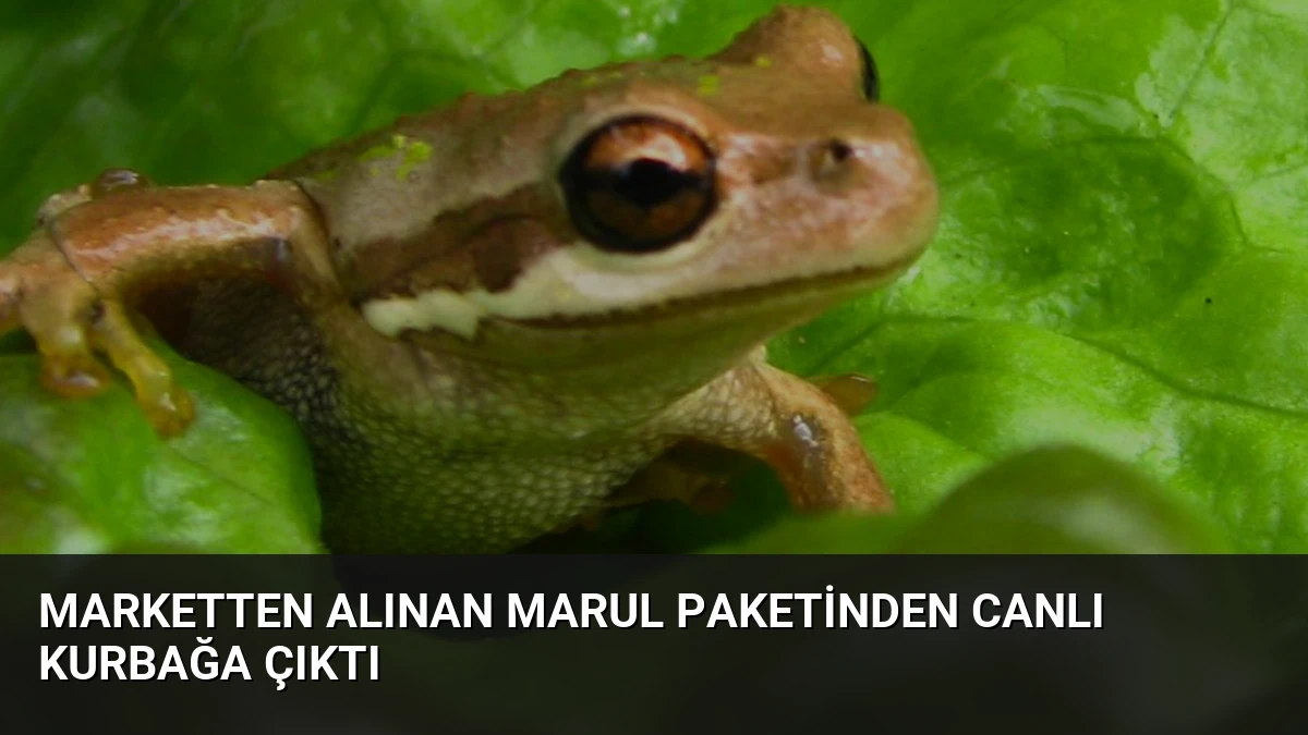 Marketten Alınan Marul Paketinden Canlı Kurbağa Çıktı