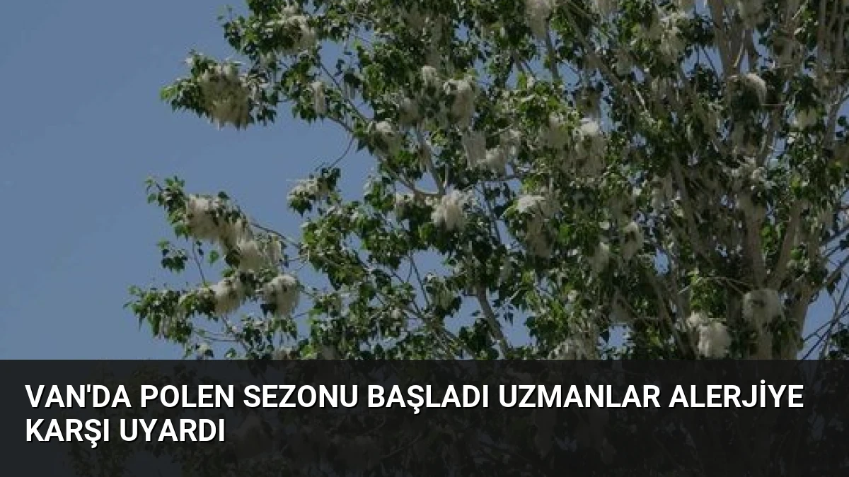 Van’da Polen Sezonu Başladı Uzmanlar Alerjiye Karşı Uyardı