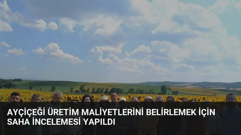 Ayçiçeği Üretim Maliyetlerini Belirlemek İçin Saha İncelemesi Yapıldı